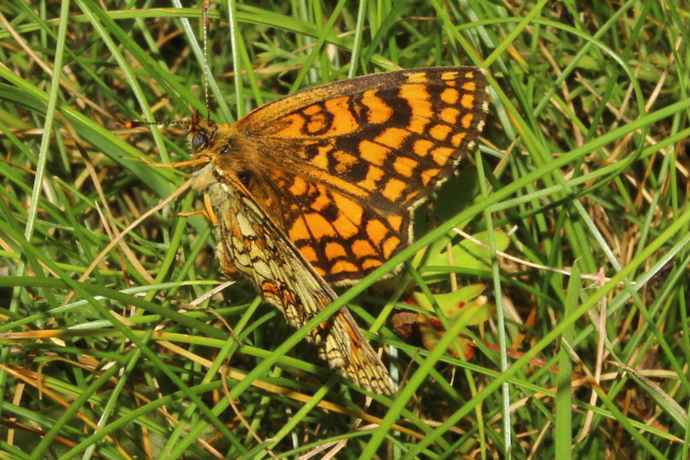 Melitaea ?? da determinare - 3